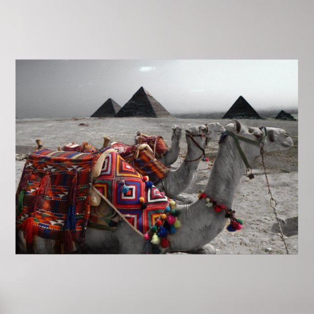 Camels vid Pyramids Poster (Framsidan)