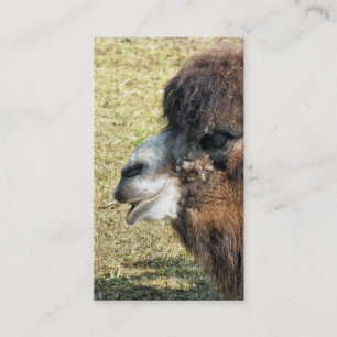 CAMELS VISITKORT