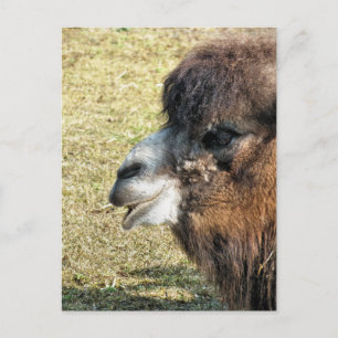 CAMELS VYKORT