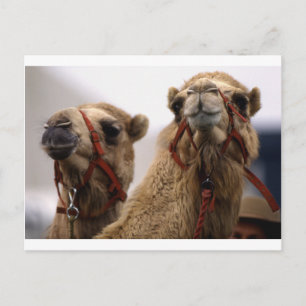 Camels Vykort