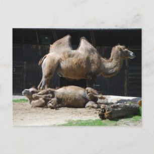 Camels Vykort
