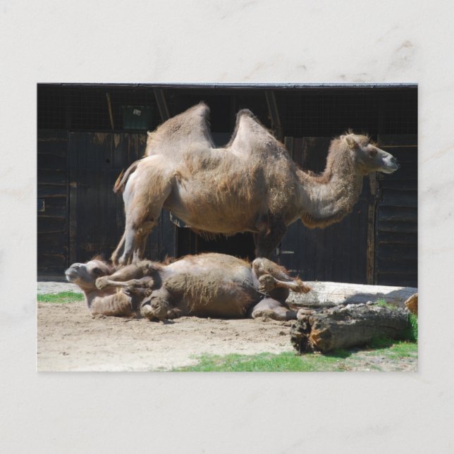 Camels Vykort (Framsida)