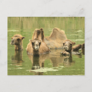 Camels Yum Vykort