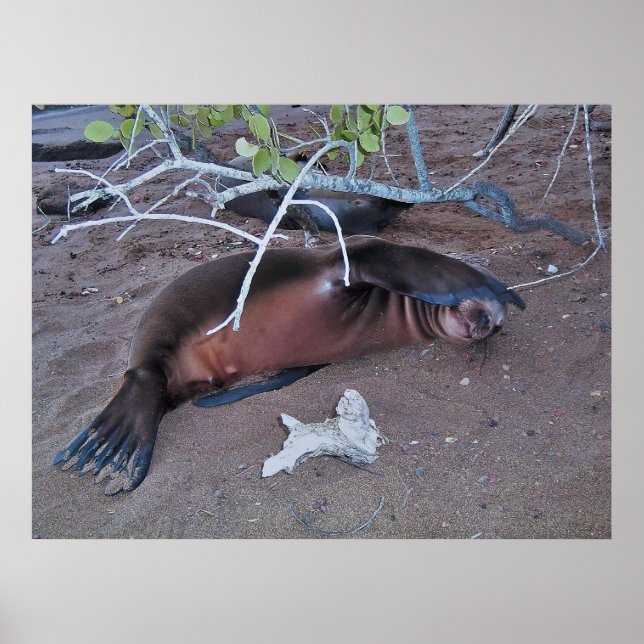 Camera Shy Poster (Framsidan)