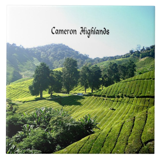 Cameron Highlands, Tea Plantation, Malaysia Kakelplatta (Framsidan)