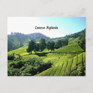 Cameron Highlands, Tea Plantation, Malaysia Vykort