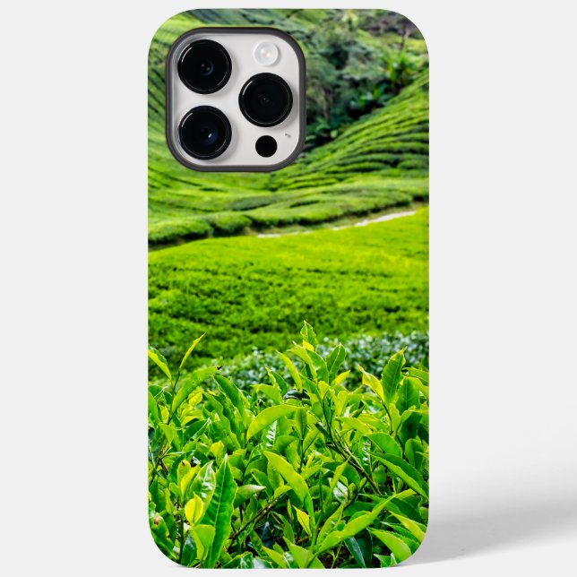 Cameron Highlands teodlingar (Baksida)