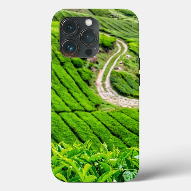 Cameron Highlands teodlingar (Baksida )