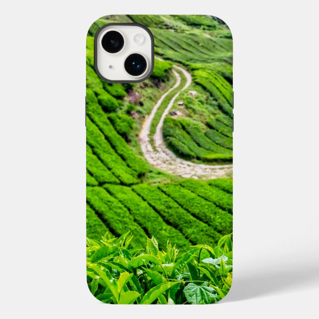 Cameron Highlands teodlingar (Baksida)