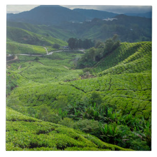 Cameron Highlands Teplantage Kakelplatta