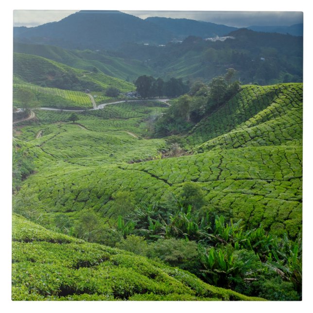 Cameron Highlands Teplantage Kakelplatta (Framsidan)