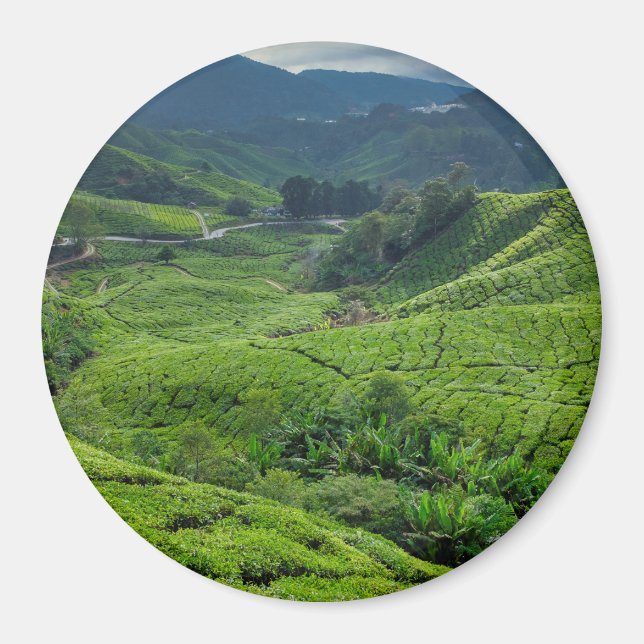 Cameron Highlands Teplantage Magnet (Framsidan)