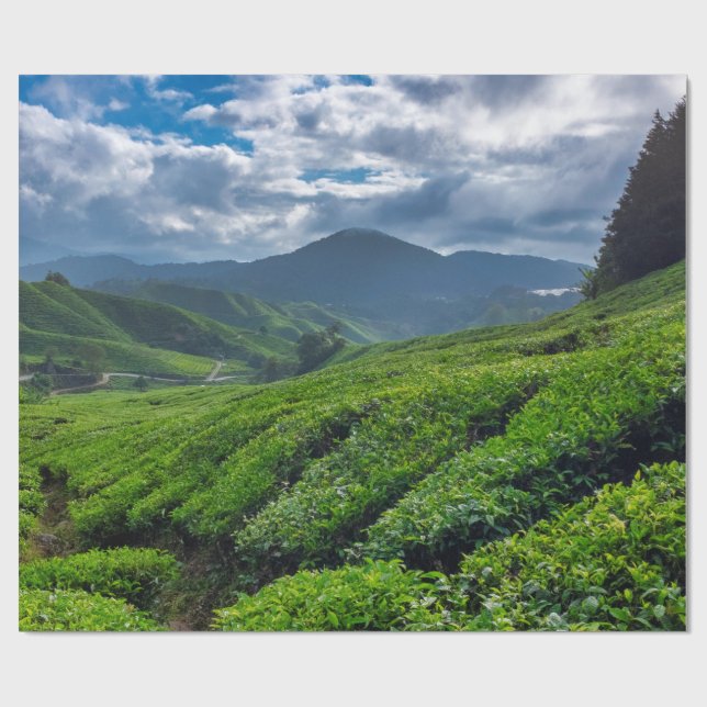 Cameron Highlands Teplantage Presentpapper (Platt)