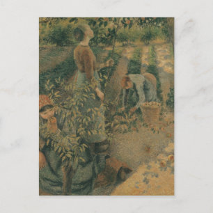 Camille Pissarro Apple Pickers, 1886 Vykort