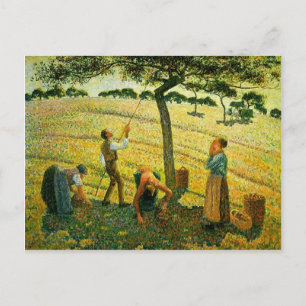 Camille Pissarro- Apple Picking at Eragny-sur-Epte Vykort