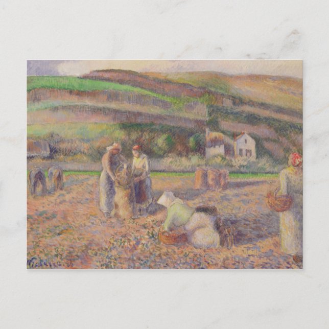 Camille Pissarro | Potatisskörd Vykort (Framsida)