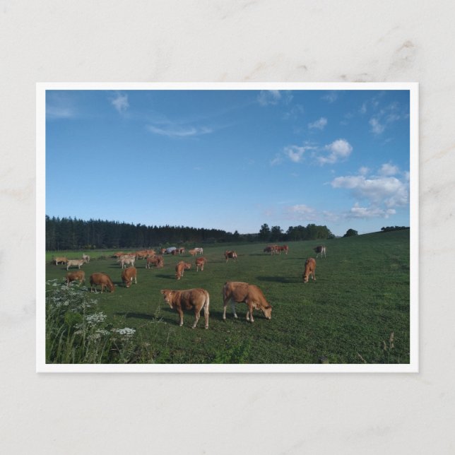 Camino Primitivo de Santiago (Spanien) Vykort (Framsida)