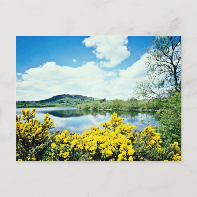 Camlough Lough, County Down, Irland-blommor Vykort (Framsida)
