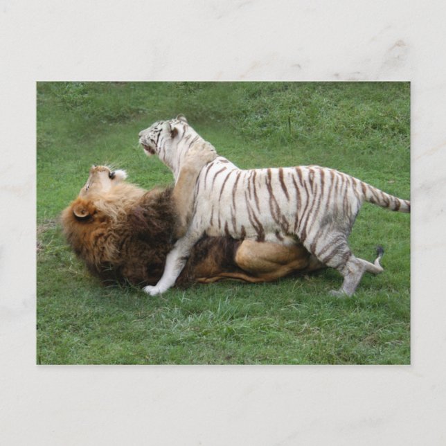 CamNzabu006 Vykort (Framsida)