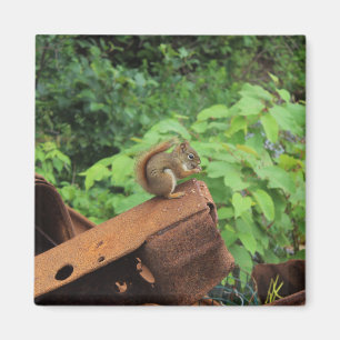 Camo ekorre magnet