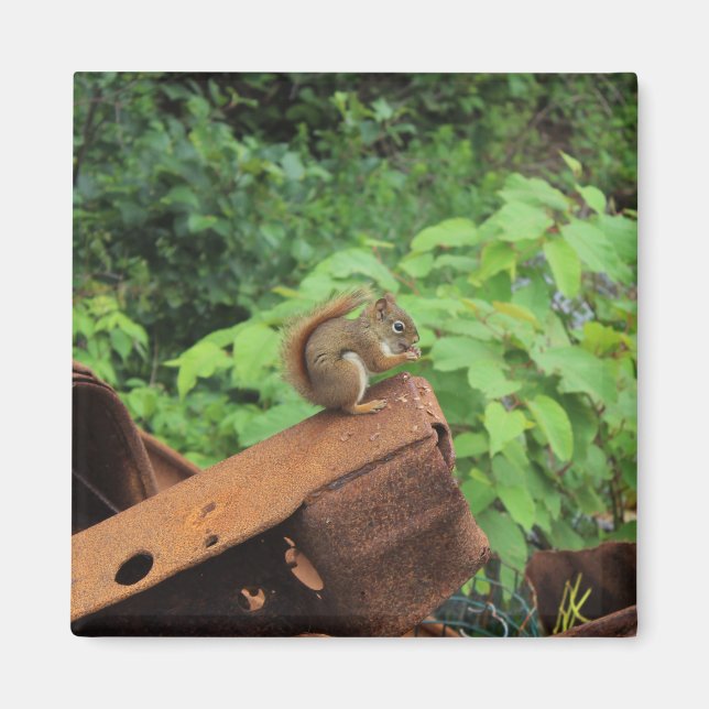 Camo ekorre magnet (Framsidan)