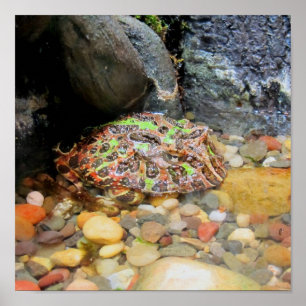 Camo Frog Poster