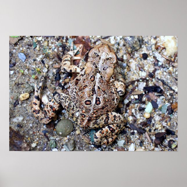 Camoflouge Toad Poster (Framsidan)