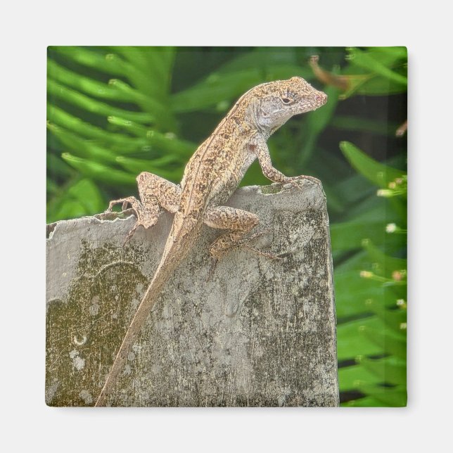 Camouflage Master Magnet (Framsidan)