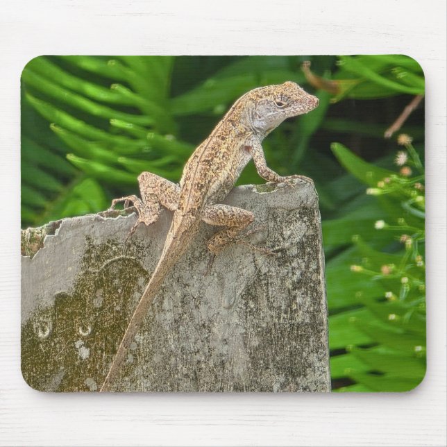 Camouflage Master Musmatta (Framsidan)