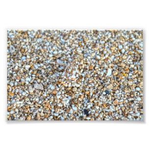 Camouflaged Ghost Crab på en Kauai Beach, Hawaii Fototryck