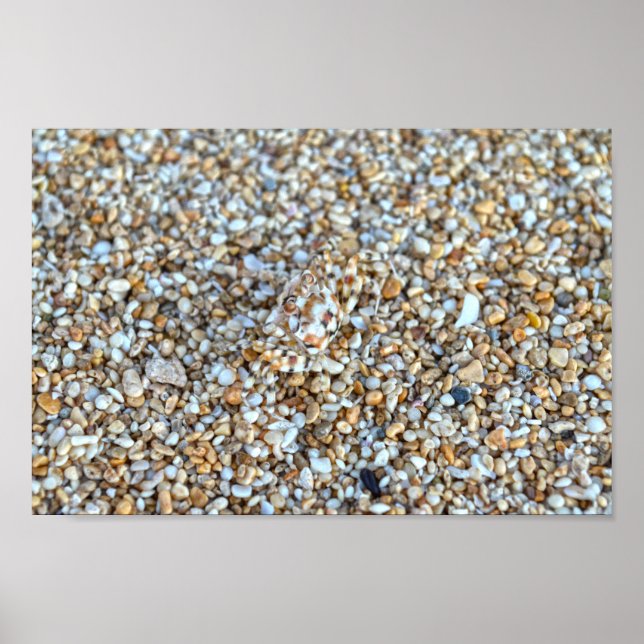 Camouflaged Ghost Crab på en Kauai Beach, Hawaii Poster (Framsidan)