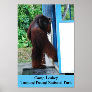 Camp Leakey Tanjung placerar nationalparken Borneo Poster