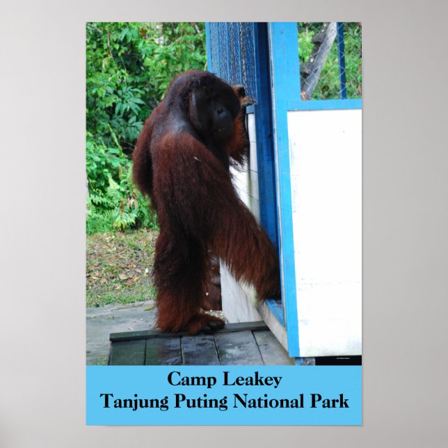 Camp Leakey Tanjung placerar nationalparken Borneo Poster (Framsidan)