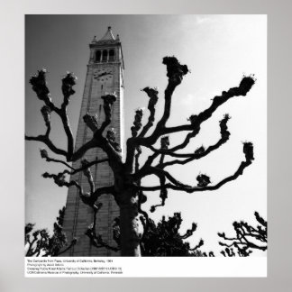 Campanile från Plaza, UC Berkeley, 1964 Poster