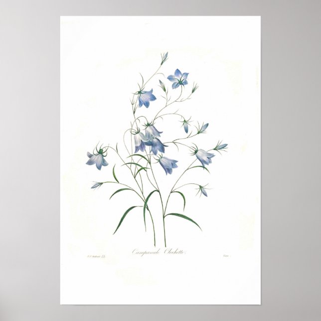 Campanula clochette poster (Framsidan)