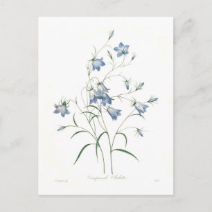 Campanula clochette vykort