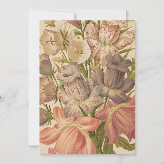 Campanula | George Nicholson (Framsida)