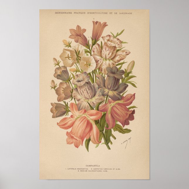 Campanula | George Nicholson Poster (Framsidan)