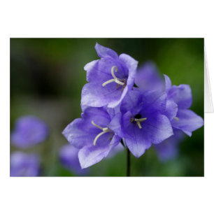 Campanula Hälsningskort