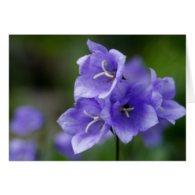 Campanula Hälsningskort (Framsidan Horizontal)