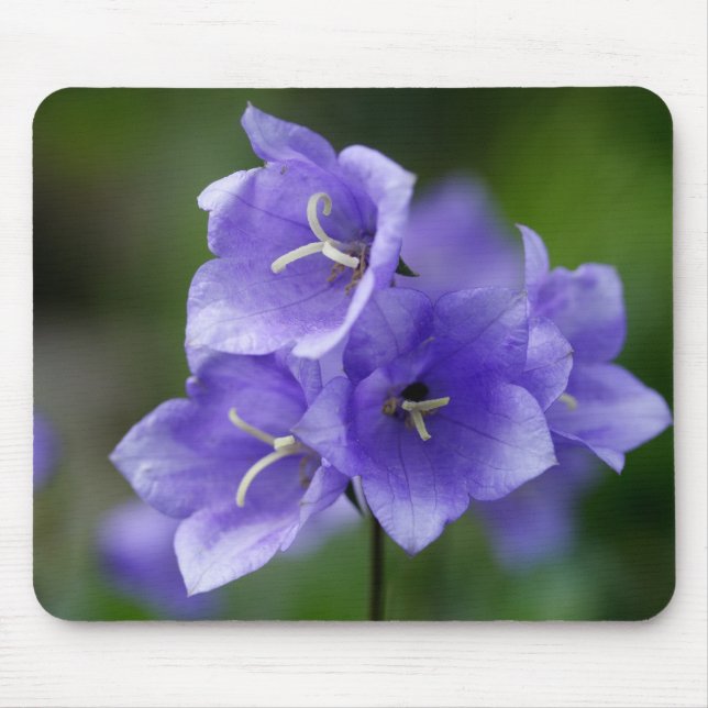 Campanula Musmatta (Framsidan)