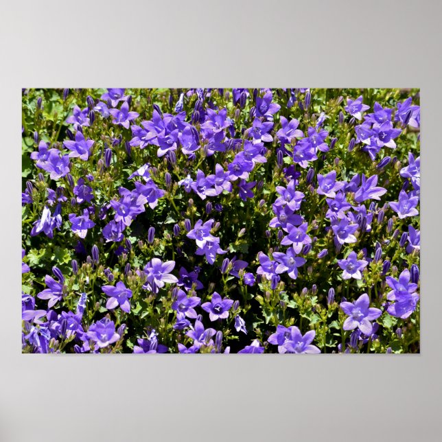 Campanula Poster (Framsidan)