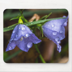Campanula "Sarastro" (Bellblomma) Musmatta