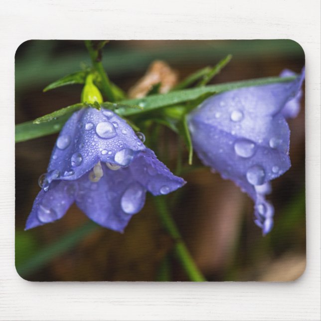 Campanula "Sarastro" (Bellblomma) Musmatta (Framsidan)