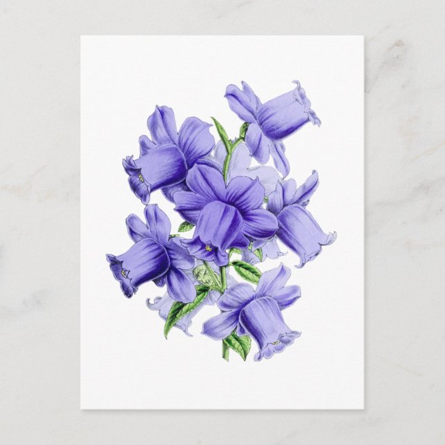 Campanula Vintage Botanical Postcard Vykort (Framsida)
