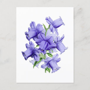 Campanula Vintage Botanisk vykort