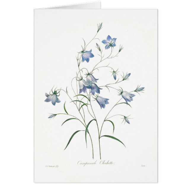 Campanulaclochette Hälsningskort (Framsidan)