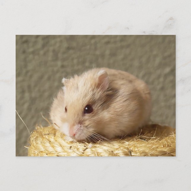Campbells dvärg rysk hamster, Argente Vykort (Framsida)