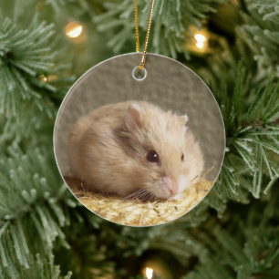 Campbells dvärg rysk hamster julgransprydnad keramik
