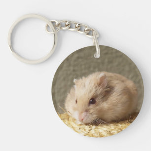 Campbells Dwarf Russian Hamster, Argentina